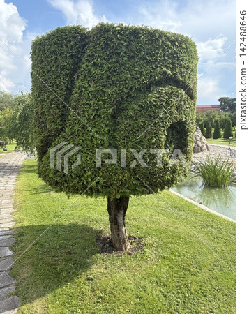 neat landscape design with a cylinder-shaped thuja. Outdoor garden design neat landscape design with a cylinder-shaped thuja. Outdoor garden design 142488646