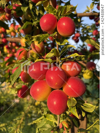 Plum harvest. Plum tree with ripe reddish fruits on branches in warm sunlight. Plum harvest. Plum tree with ripe reddish fruits on branches in warm sunlight. 142488647