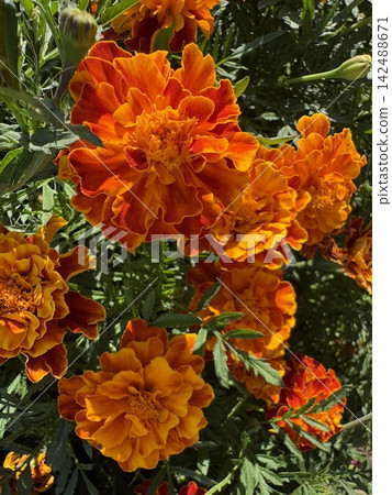 A beautiful orange marigold flower. Lush marigolds. Mexican Day of the Dead A beautiful orange marigold flower. Lush marigolds. Mexican Day of the Dead 142488671