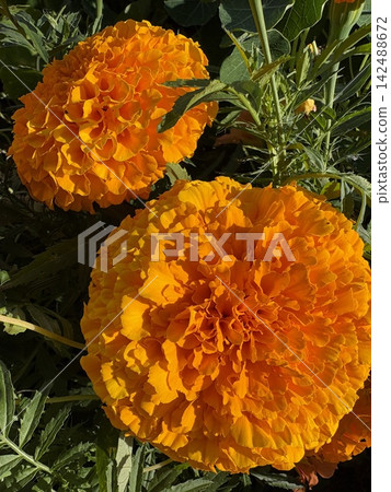 two large, fully bloomed African Marigold flowers (Tagetes) displaying vibrant orange and golden hues. two large, fully bloomed African Marigold flowers (Tagetes) displaying vibrant orange and golden hues. 142488672