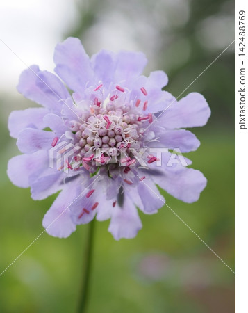 一朵藍盆花(20260821062155) 一朵藍盆花(20260821062155) 142488769