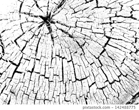 Dense concentric growth rings and radial cracks across old tree trunk section Dense concentric growth rings and radial cracks across old tree trunk section 142488775