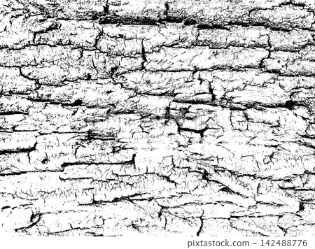Deep horizontal bark fissures create rugged layered tree trunk texture Deep horizontal bark fissures create rugged layered tree trunk texture 142488776