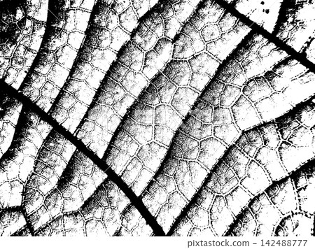 Dense leaf vein macro with branching vascular lines and cellular texture Dense leaf vein macro with branching vascular lines and cellular texture 142488777