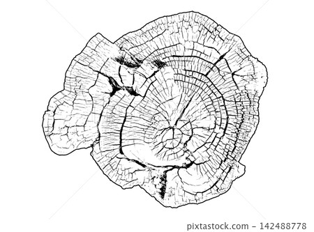 Weathered irregular tree slice with concentric rings and natural cracks Weathered irregular tree slice with concentric rings and natural cracks 142488778