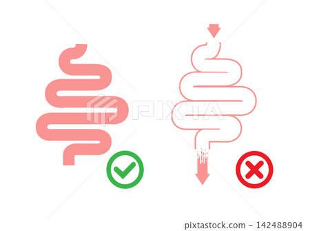 Gut Health Digestive System Anatomy Vector Gut Health Digestive System Anatomy Vector 142488904