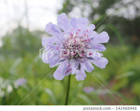 野生藍盆花盛開（20260821062201） 142488948