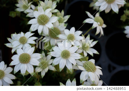 絨毛花:白色星形花朵,葉子柔軟蓬鬆。 絨毛花:白色星形花朵,葉子柔軟蓬鬆。 142488951