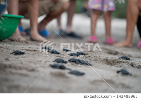 Turtle hatchlings moving towards the ocean during a beach event Turtle hatchlings moving towards the ocean during a beach event 142488963