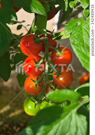 Mini tomatoes that grow in clusters Mini tomatoes that grow in clusters 142489416