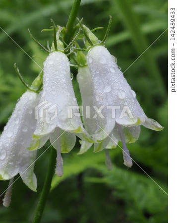 雨後的白風鈴草(20260821062851) 雨後的白風鈴草(20260821062851) 142489433