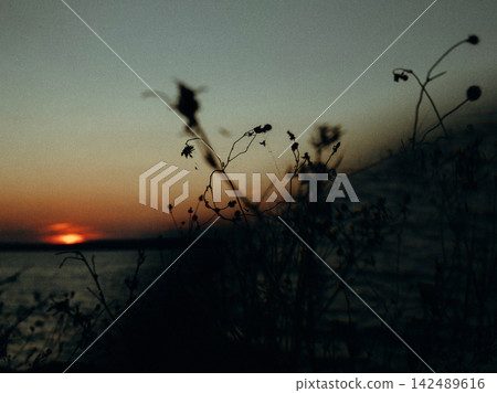 Silhouetted dried wildflowers frame a glowing sunset over the sea, creating an atmospheric summer landscape. Warm orange light, soft haze and delicate stems evoke a calm coastal evening by calm water. 142489616