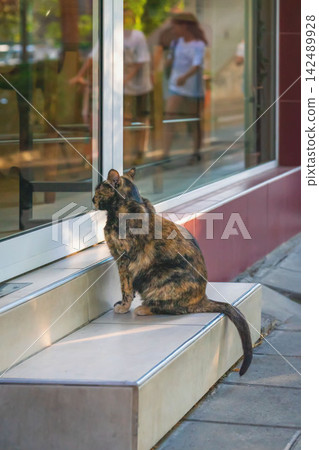 Stray Cat Waiting by Door Hoping for Home. Stray cat sits outside glass door looking inside at people. Emotional animal welfare scene suggesting loneliness, hope, adoption, wish for caring owner, home Stray Cat Waiting by Door Hoping for Home. Stray cat sits outside glass door looking inside at people. Emotional animal welfare scene suggesting loneliness, hope, adoption, wish for caring owner, home 142489928