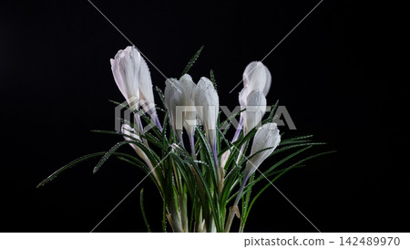 White crocus flowers blooming with water drops on black background White crocus flowers blooming with water drops on black background 142489970
