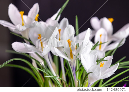 White crocus flowers blooming in spring on dark background White crocus flowers blooming in spring on dark background 142489971