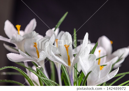 White crocuses blooming in spring with water drops on black background White crocuses blooming in spring with water drops on black background 142489972