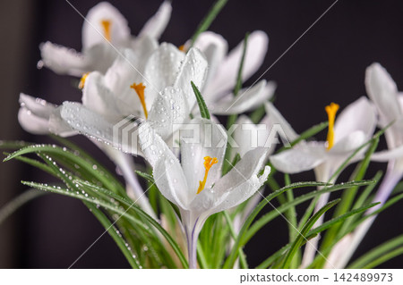 White crocus flowers blooming with water drops on black background White crocus flowers blooming with water drops on black background 142489973