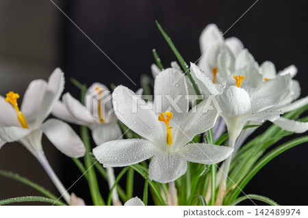 White crocuses blooming with water drops on black background White crocuses blooming with water drops on black background 142489974