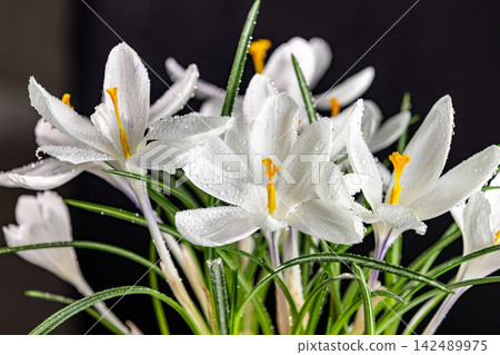 White crocus flowers blooming with water drops on black background White crocus flowers blooming with water drops on black background 142489975