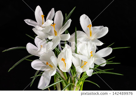 White crocuses blooming on black background White crocuses blooming on black background 142489976