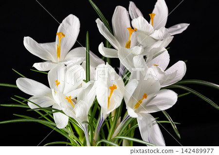 White crocus flowers blooming on dark background White crocus flowers blooming on dark background 142489977