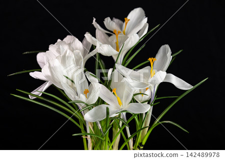 White crocuses blooming on black background White crocuses blooming on black background 142489978