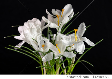 White crocuses blooming with water drops on black background 142489979