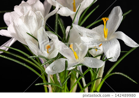 White crocuses blooming with water drops on black background White crocuses blooming with water drops on black background 142489980