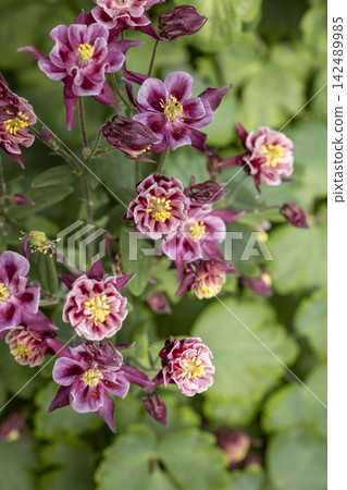 Tender purple pink white aquilegia bells flowers on the sunny weather 142489985