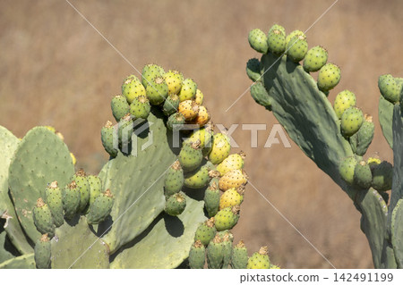 Ripe Prickly Pear Fruit Growing on a Cactus. Ripe Prickly Pear Fruit Growing on a Cactus. 142491199
