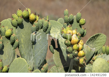 Ripe Prickly Pear Fruit Growing on a Cactus. Ripe Prickly Pear Fruit Growing on a Cactus. 142491200