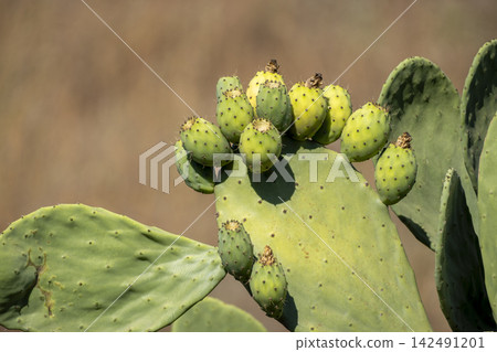 Ripe Prickly Pear Fruit Growing on a Cactus. Ripe Prickly Pear Fruit Growing on a Cactus. 142491201