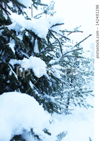 Snow-covered tree branches close-up. winter. Snow-covered tree branches close-up. winter. 142491296