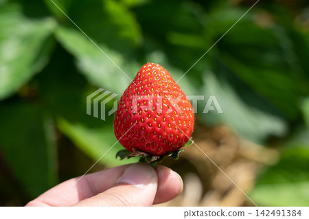 A man picks bright red, perfectly ripe strawberries in his home garden (May). 142491384