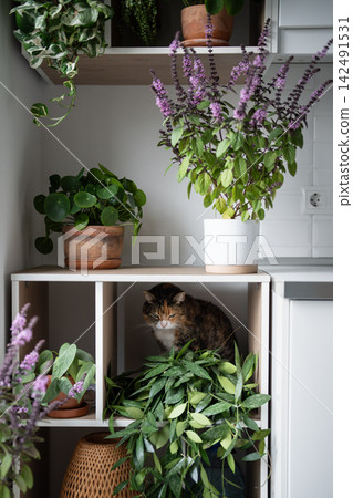 Calico cat rests inside wooden shelf surrounded by flowering basil and lush potted plants. Calico cat rests inside wooden shelf surrounded by flowering basil and lush potted plants. 142491531