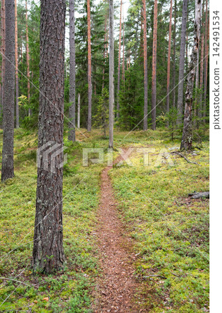 Quiet autumn walk along narrow forest path through pine woodland with spruce and lingonberry Quiet autumn walk along narrow forest path through pine woodland with spruce and lingonberry 142491534