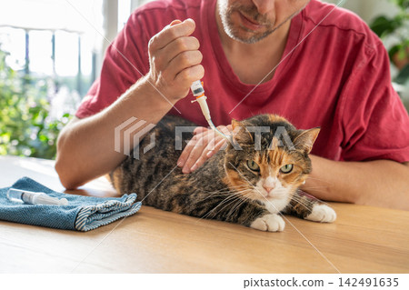 Domestic cat undergoing treatment after severe stomach disease, ringworm infection and food refusal. Domestic cat undergoing treatment after severe stomach disease, ringworm infection and food refusal. 142491635