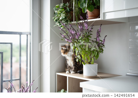Domestic cat sitting on kitchen cabinet among lush blooming potted Thai basil and houseplants. Domestic cat sitting on kitchen cabinet among lush blooming potted Thai basil and houseplants. 142491654