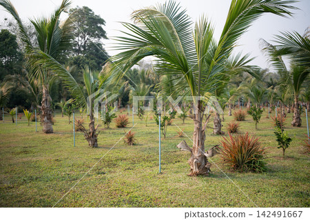 Organic coconut palm trees plantation with irrigation system in rural village of Northern Thailand. Organic coconut palm trees plantation with irrigation system in rural village of Northern Thailand. 142491667