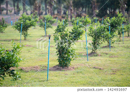 Farm land with young lime trees growing under tropical sun with irrigation system across valley. Farm land with young lime trees growing under tropical sun with irrigation system across valley. 142491697