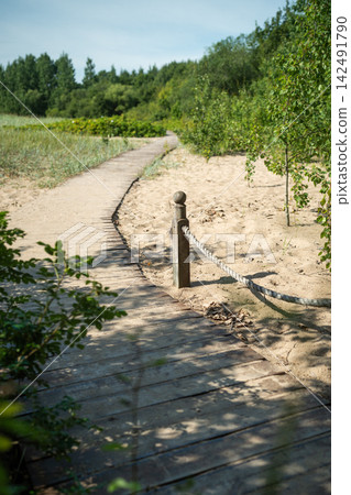 Ecological trail through sand dunes, beach, sedge thickets, wooden path along sea shore Ecological trail through sand dunes, beach, sedge thickets, wooden path along sea shore 142491790