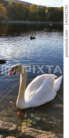 A white swan swims across the smooth surface of the Park Pond on an autumn day. A white swan swims across the smooth surface of the Park Pond on an autumn day. 142491791