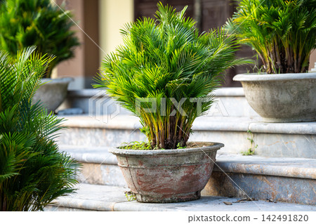 Lush green Areca Palm known as Dypsis lutescens or Golden Cane Palm growing in ceramic pot outdoors. 142491820