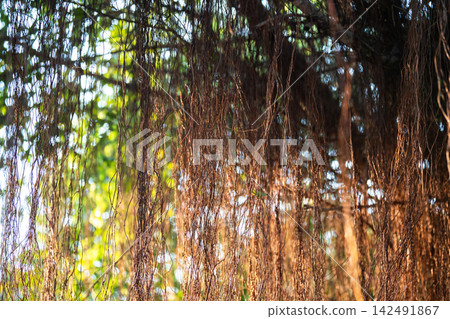 Massive spreading canopies of Banyan tree, popular revered plant in Vietnam belonging to fig genus. 142491867
