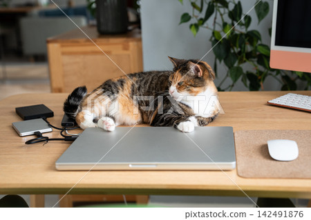 Calico cat resting on laptop and office desk near computer, misses its owner. Cat life at home Calico cat resting on laptop and office desk near computer, misses its owner. Cat life at home 142491876