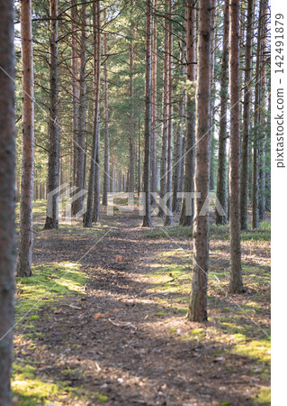 Walking on path between tall pine trees through summer forest, footpath in woodland with green moss Walking on path between tall pine trees through summer forest, footpath in woodland with green moss 142491879