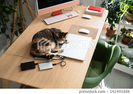 Calico cat resting and sleeping on desk beside laptop and desktop computer while pet owner is away. Calico cat resting and sleeping on desk beside laptop and desktop computer while pet owner is away. 142491886