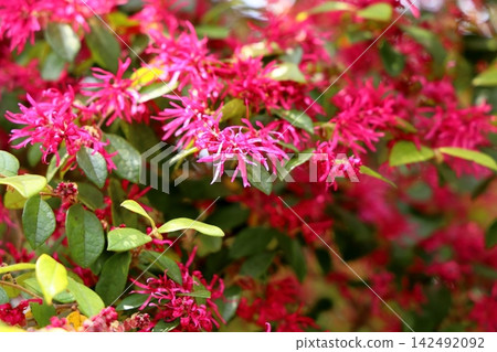 Vivid red witch hazel flowers 142492092