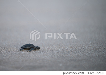 Baby turtle crawls on sandy beach at dusk Baby turtle crawls on sandy beach at dusk 142492240