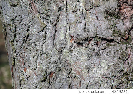 Gnarled Bark Detail of Silver Maple Trunk Gnarled Bark Detail of Silver Maple Trunk 142492243